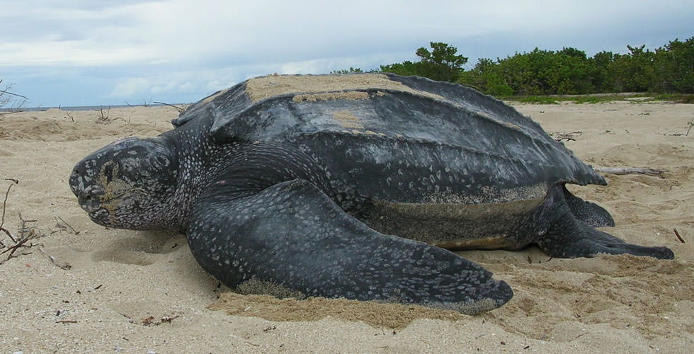 Go Diving and Swimming With Leatherback Sea Turtles