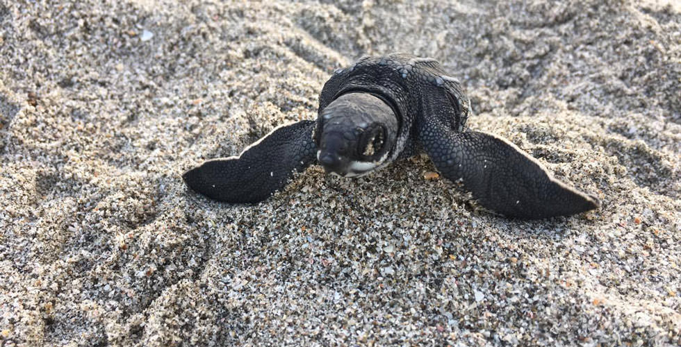 giant leatherback turtle mouth