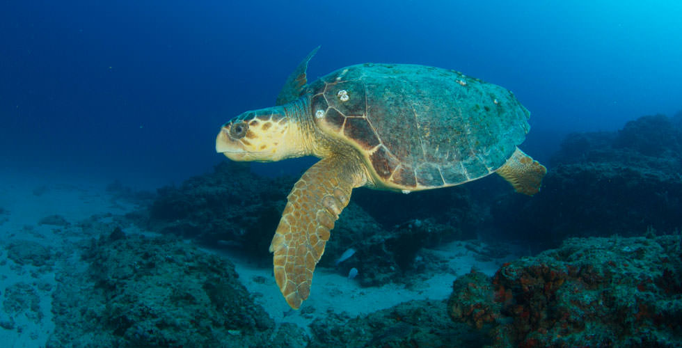 Go Diving and Swimming With Loggerhead Sea Turtles
