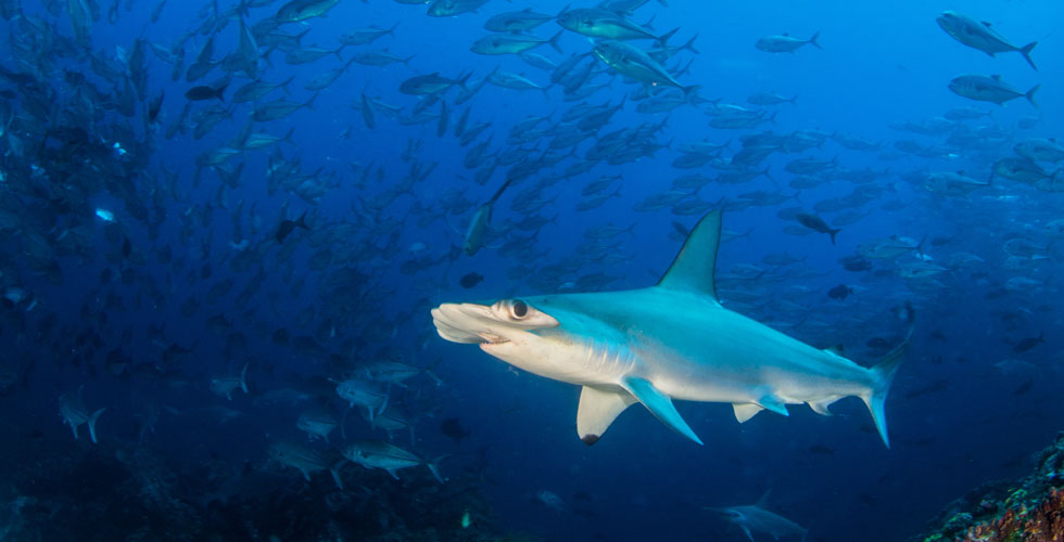 The Hammerhead Triangle - Your Next Shark Destination
